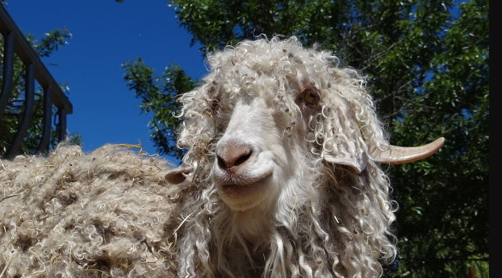 HomeGoods, Macy’s and others commit to mohair ban